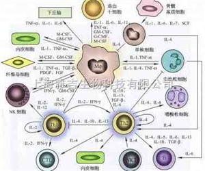 Recombinant Human BAFF Receptor